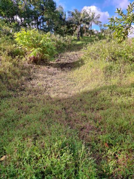 TERRAIN RESIDENTIEL - AVALON - 2309 m²-6